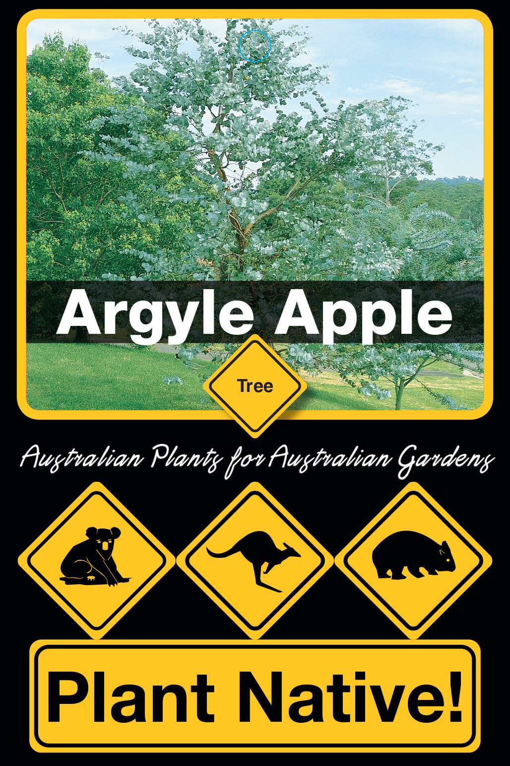 Argyle Apple Eucalyptus cinerea Tree range by Plant Native! Plant