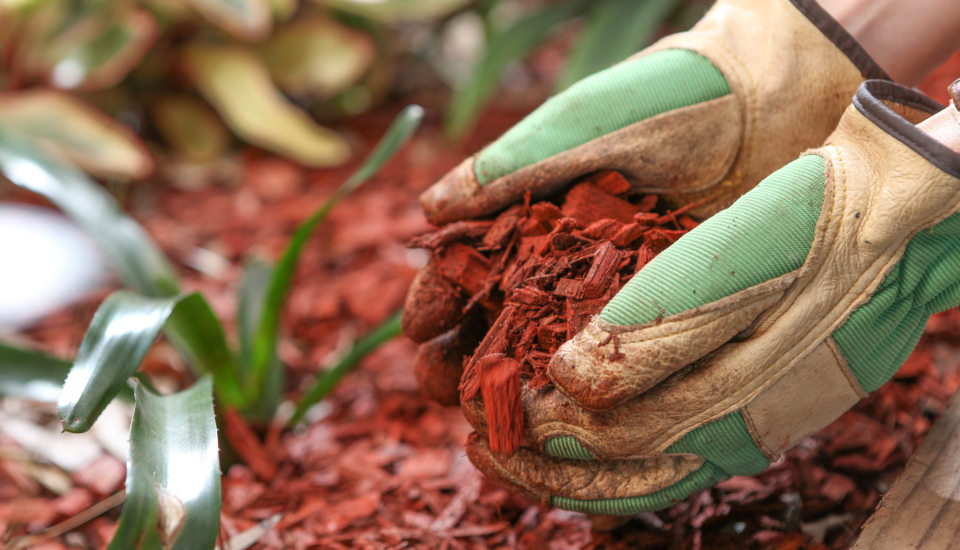 mulch gardening
