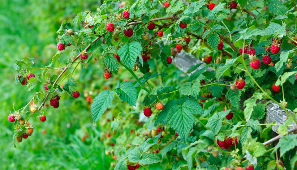 raspberry plant