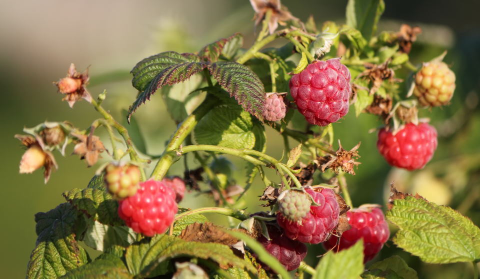 raspberry plant