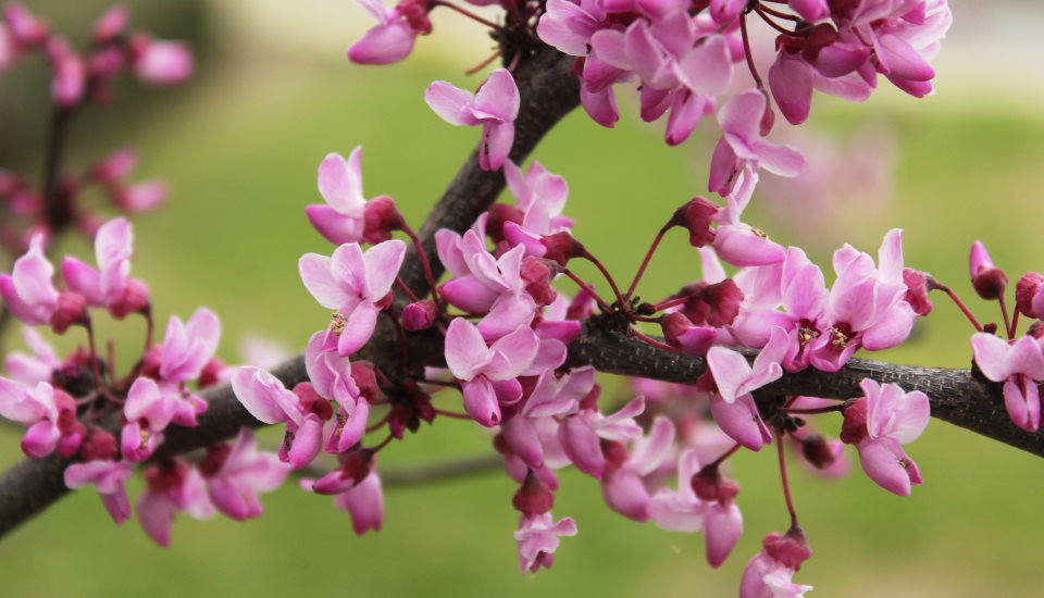 Texas Redbud Tree How to Grow and Care