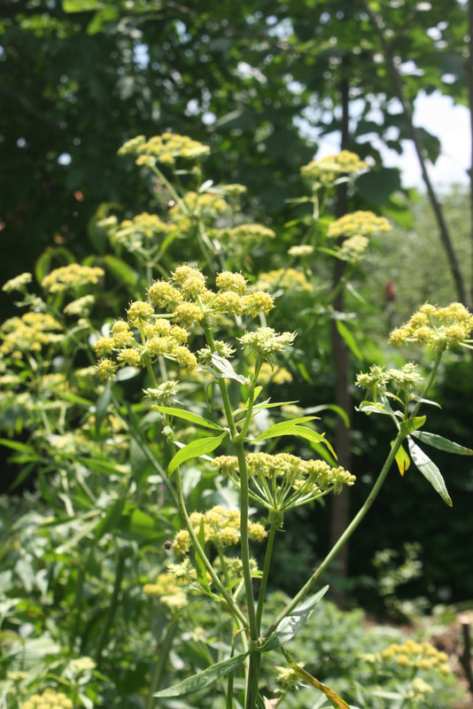 Oregon Native Pollinator Plants