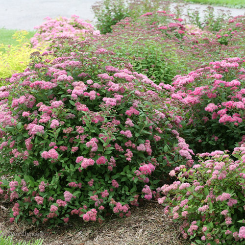 North Carolina Native Flowering Shrubs for Your Garden