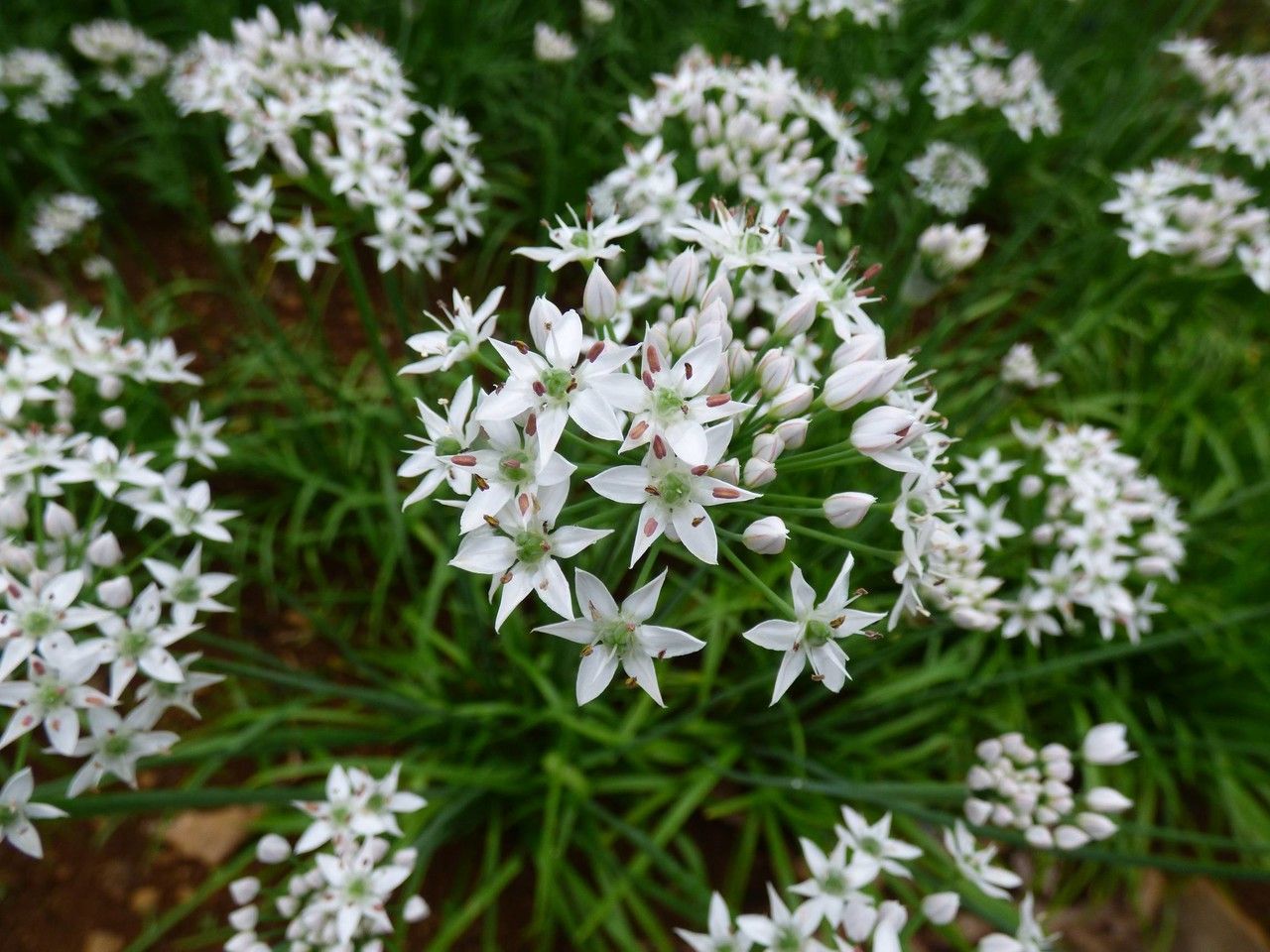 Our Favorite Flowering Vines to Grow in Connecticut