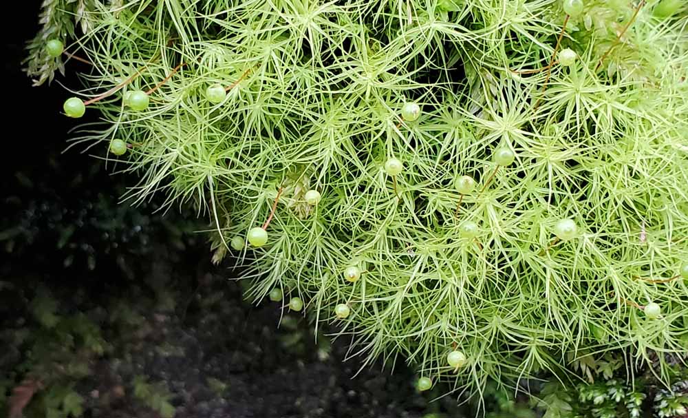 12 Ground Cover Plants to Grow in Massachusetts