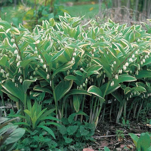 16 Ground Cover Plants to Grow in Ohio