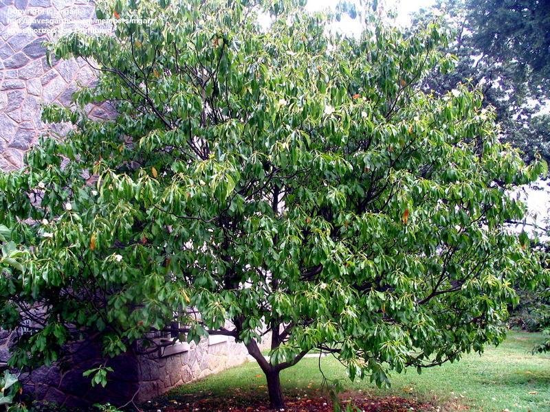 15 Ornamental Trees to Grow in Tennessee