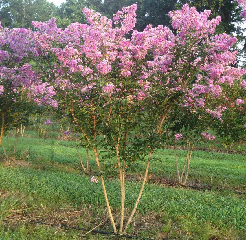 19 Ornamental Trees to Grow in North Carolina