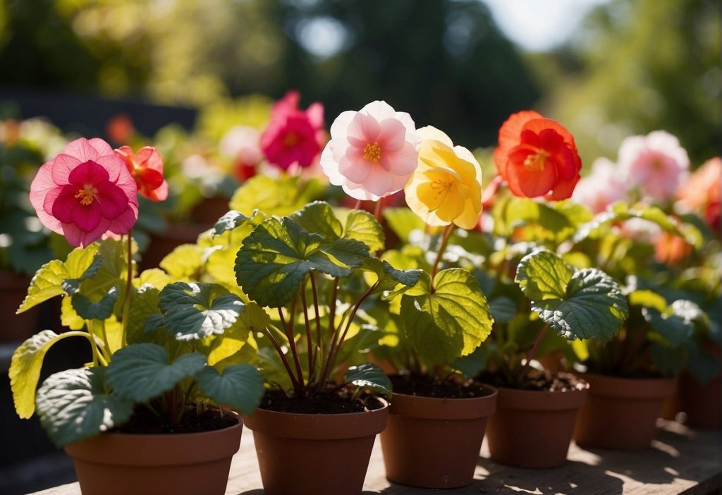 Begonias Sun or Shade? A Guide to Optimal Growing Conditions