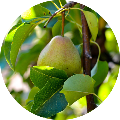 Buy Fruit Trees Online Australia