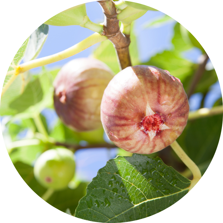Buy Fruit Trees Online Australia
