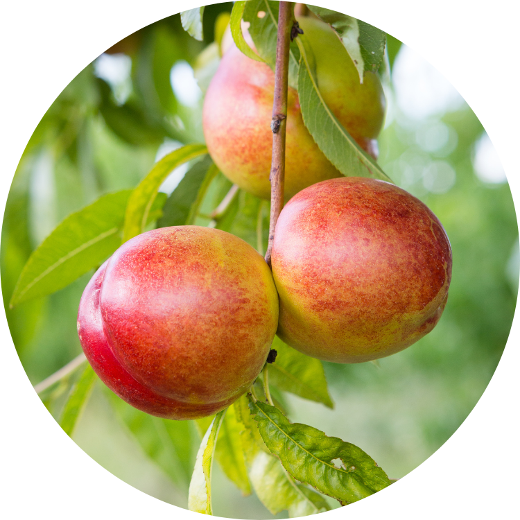 Buy Fruit Trees Online Australia