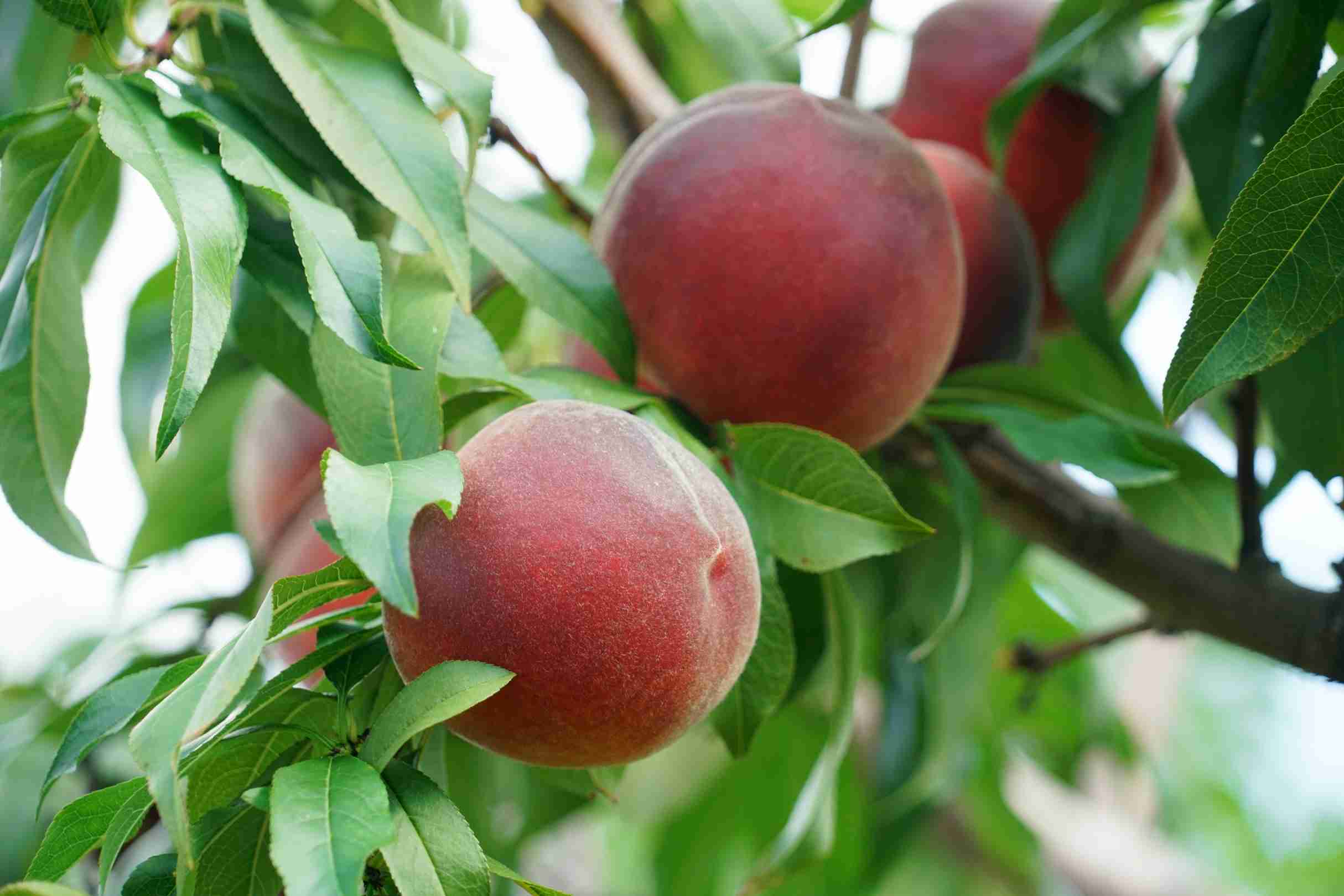 Dwarf Red Noonan Peach Australia
