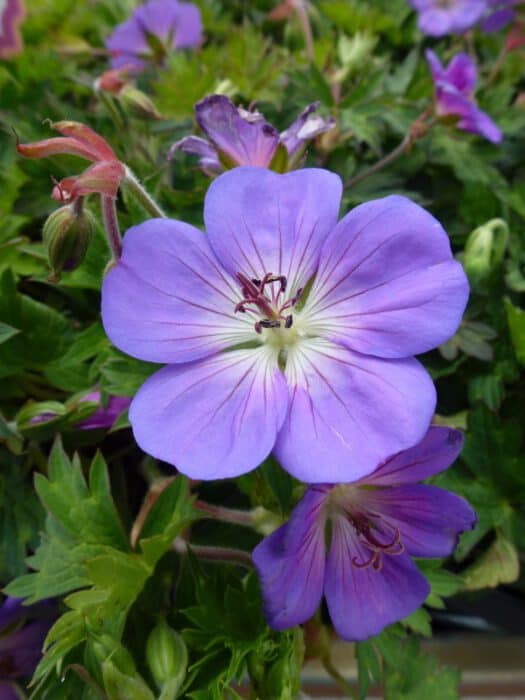 Geranium Rozanne Ooievaarsbek