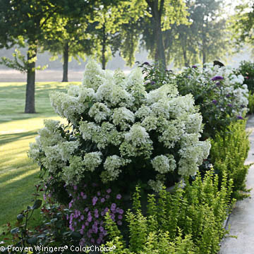 White Bobo hydrangea in a garden row with barberry