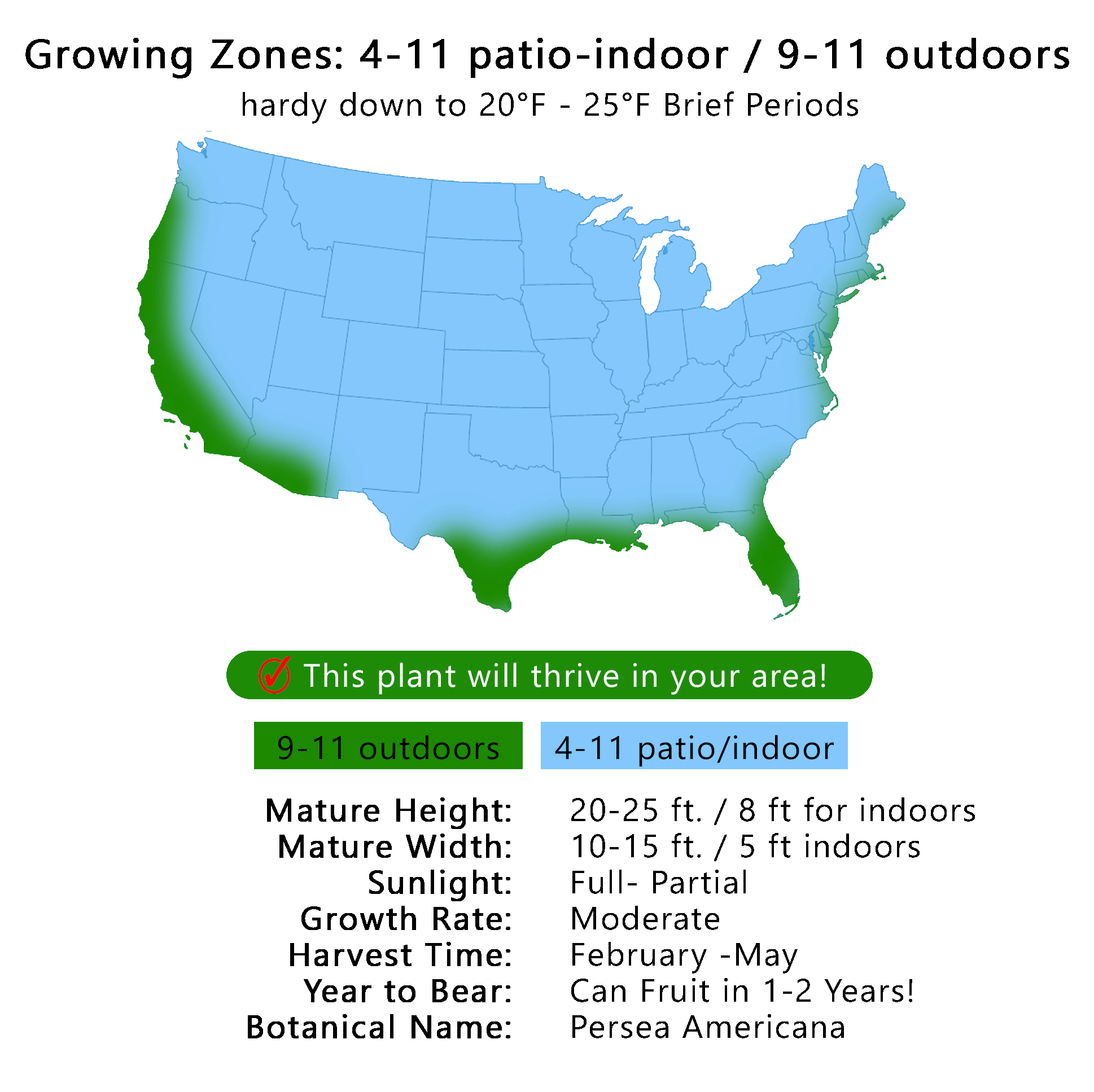 Avocado Tree Hall Variety Grafted