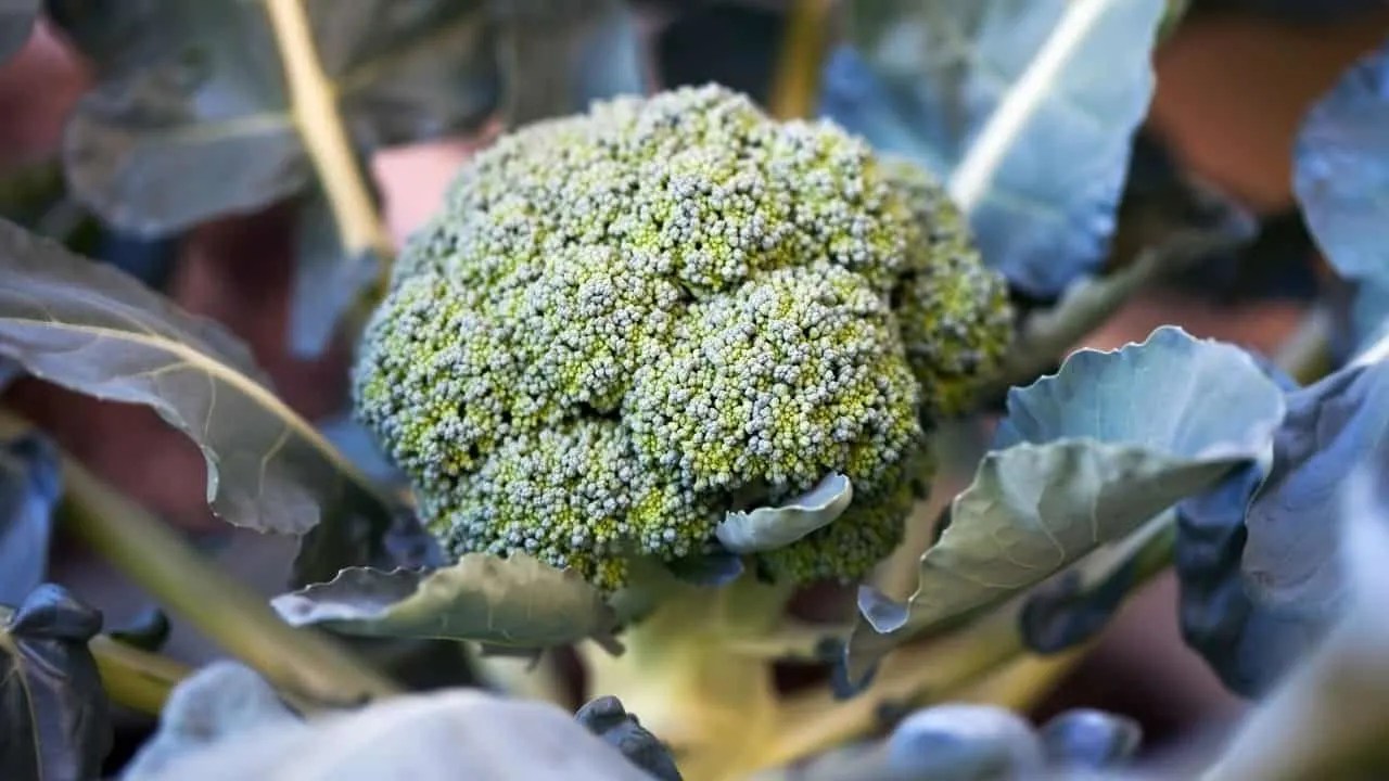 How Cold Can Broccoli Tolerate? Here's The Answer!