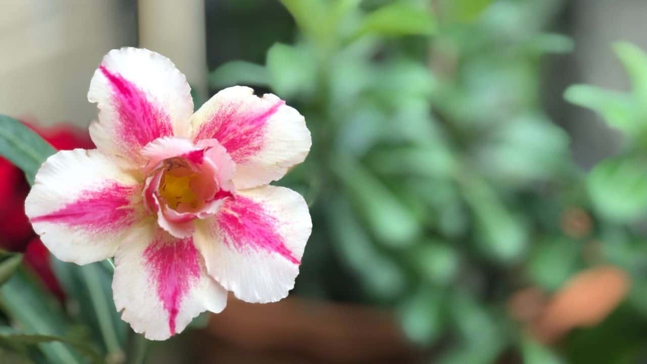 Desert Rose Root Rot — Identification, Treatment, Prevention