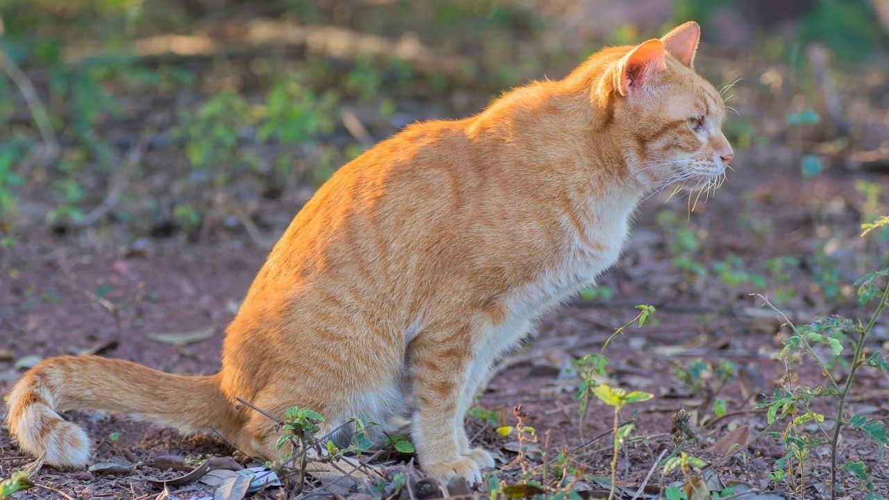 How to Neutralize Cat Urine in Soil — Stepbystep Guide