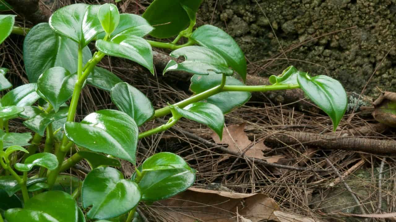 Heartleaf Philodendron Yellow Leaves 1 Causes & Remedies