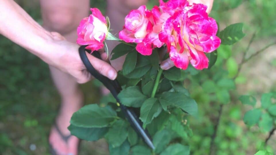 Why Do Roses Have Thorns? [Solved]