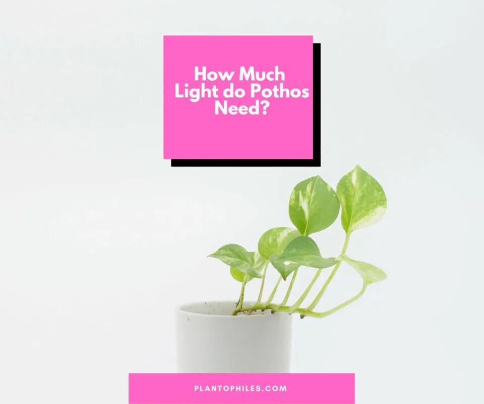 How Much Light Do Pothos Need? Really? They Need That Much?!
