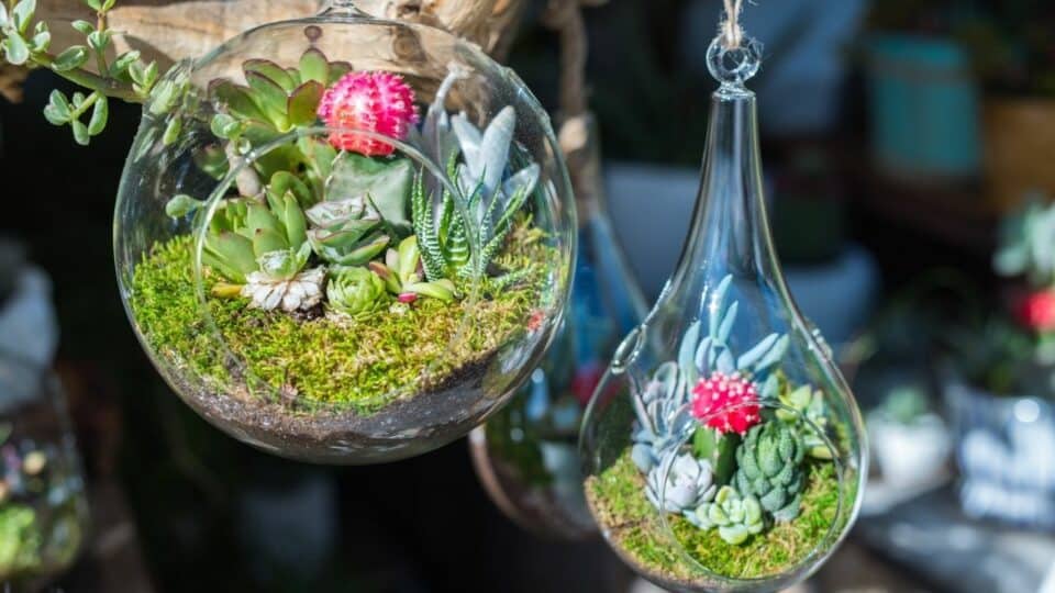 How to Decrease Humidity in a Terrarium Top Tips