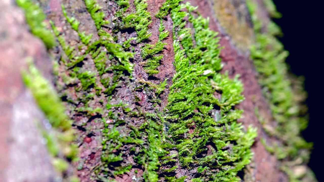 How to Remove Moss from Trees — Top Tips