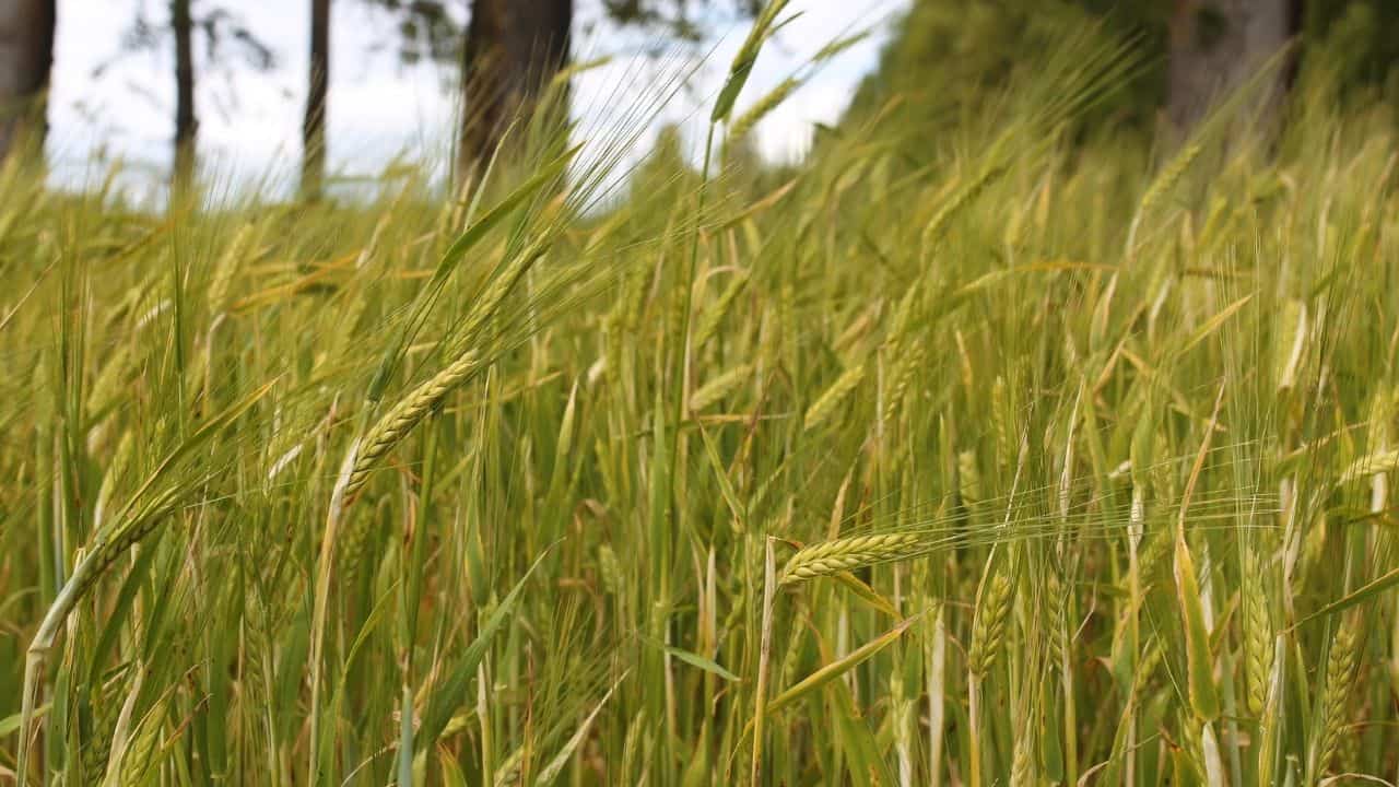 The Best Things to Plant for Deer — Interesting!