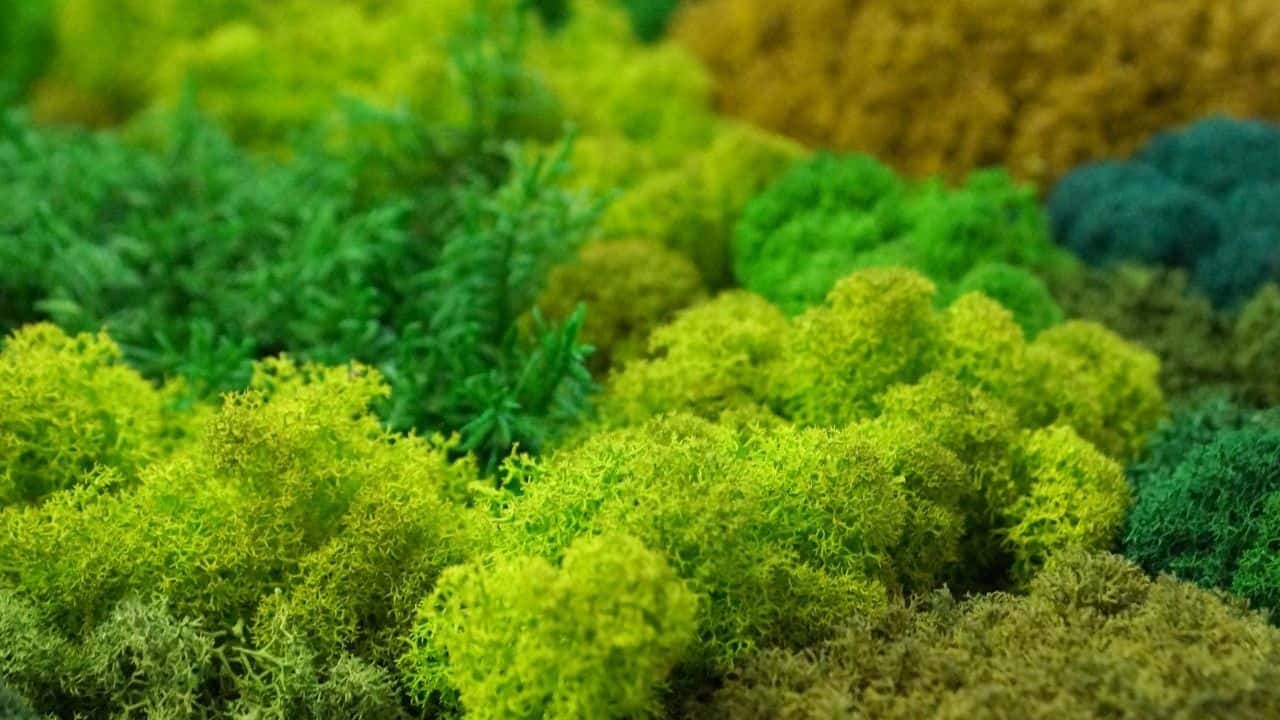 How to Preserve Moss — Indepth Guide