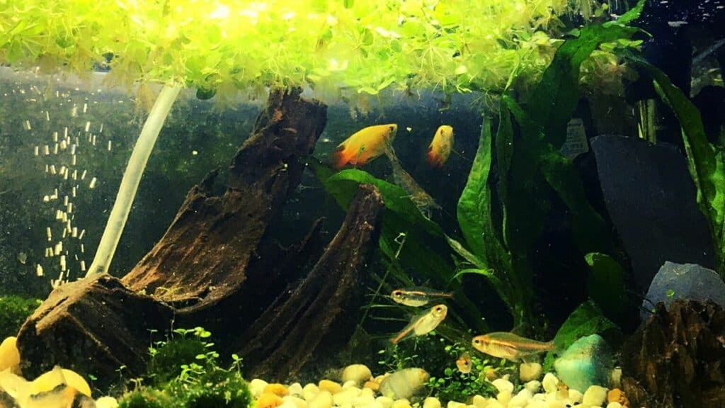 The 5 Best Aquarium Plants for Goldfish — Revealed