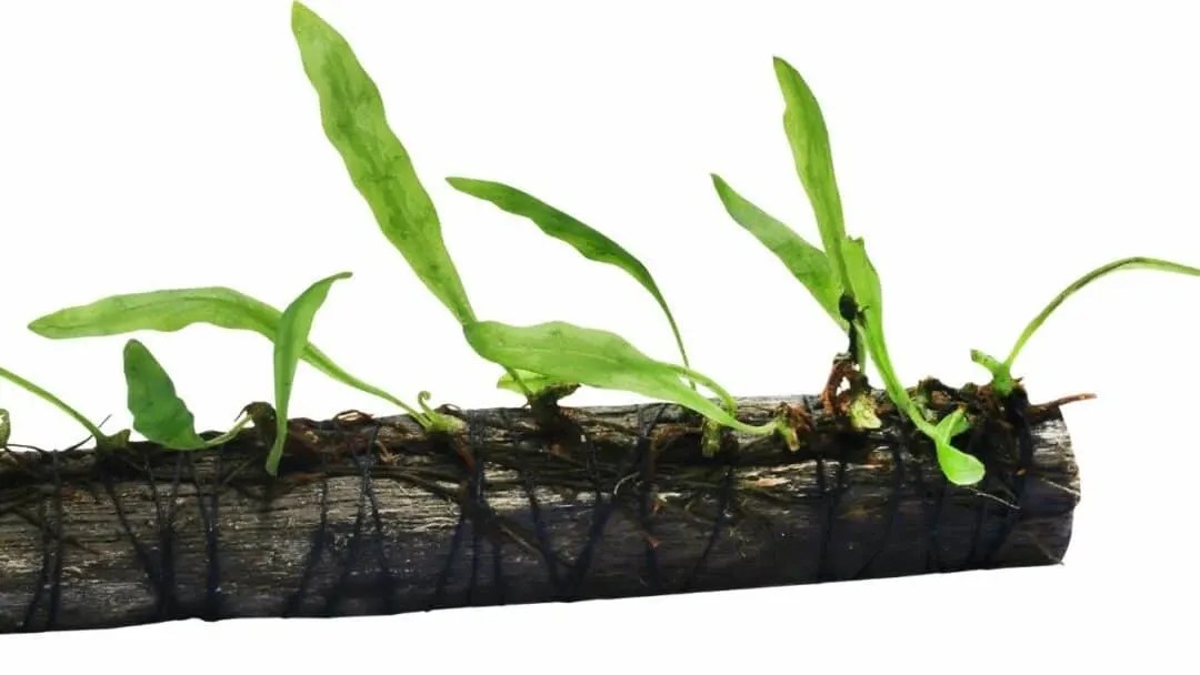How to Plant Aquarium Plants in Gravel — Pro Tips!