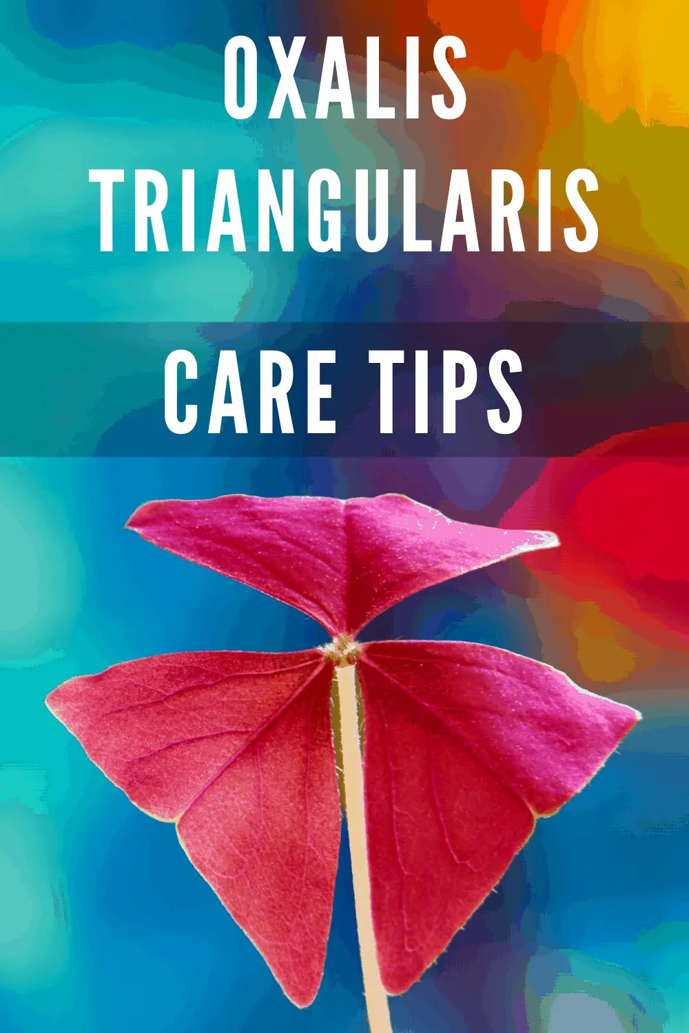 Oxalis Triangularis Care 1 Best Plant Guide