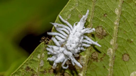 How To Get Rid Of Mealybugs Best Remedies 101 Plantophiles