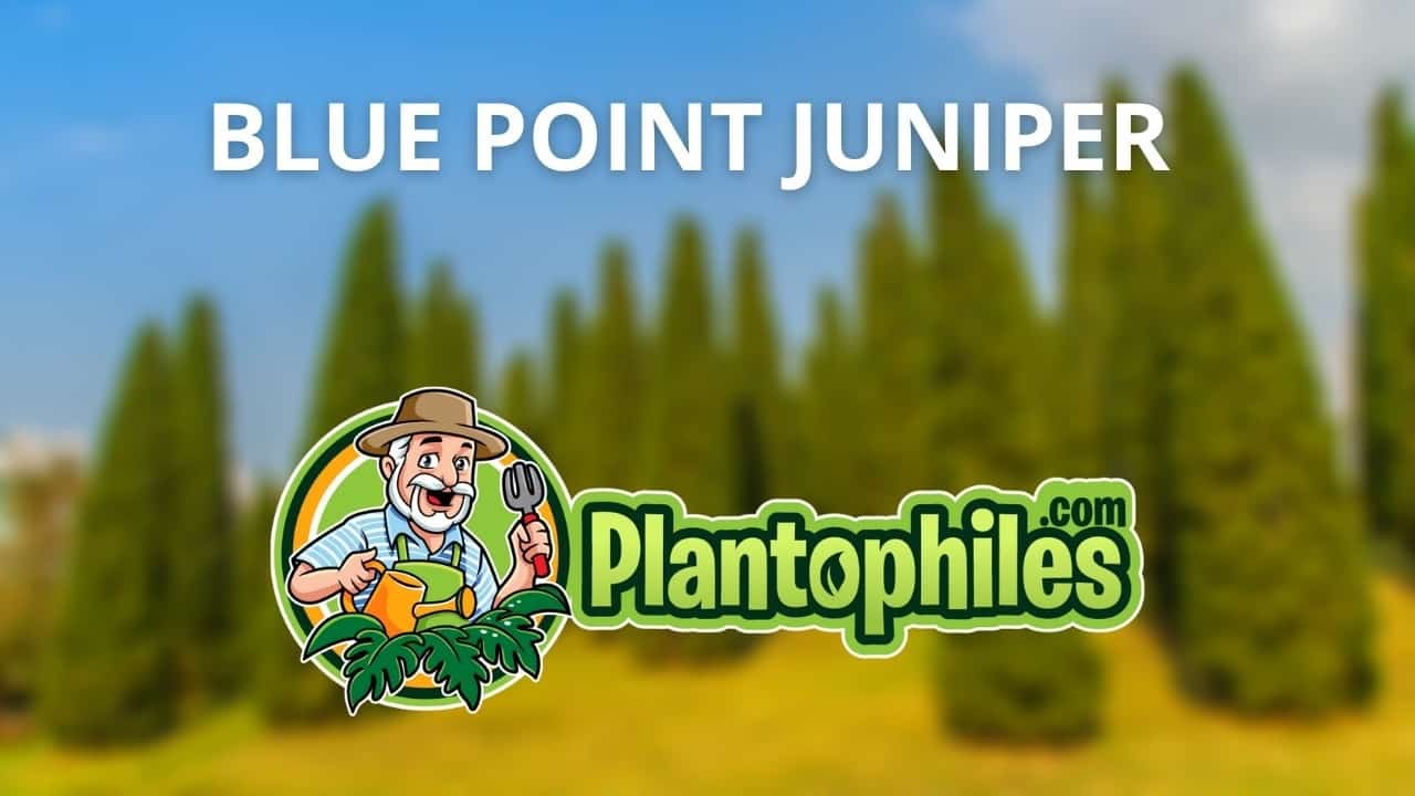 Blue Point Juniper Facts & Care