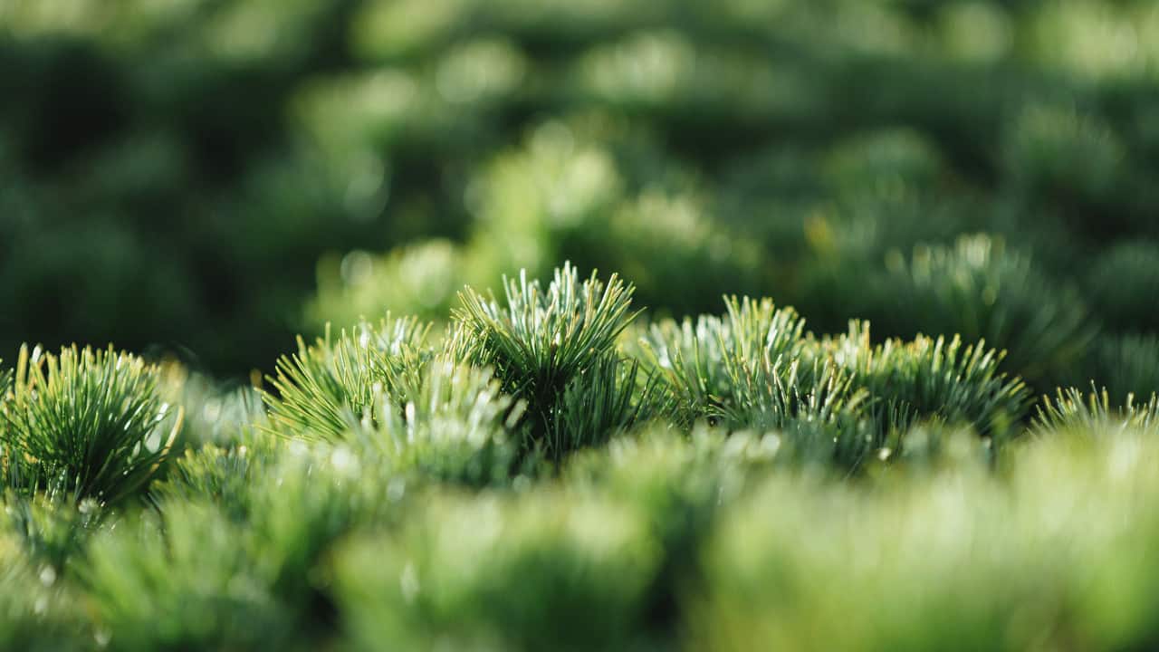 Blue Rug Juniper Care The 1 Best Guide