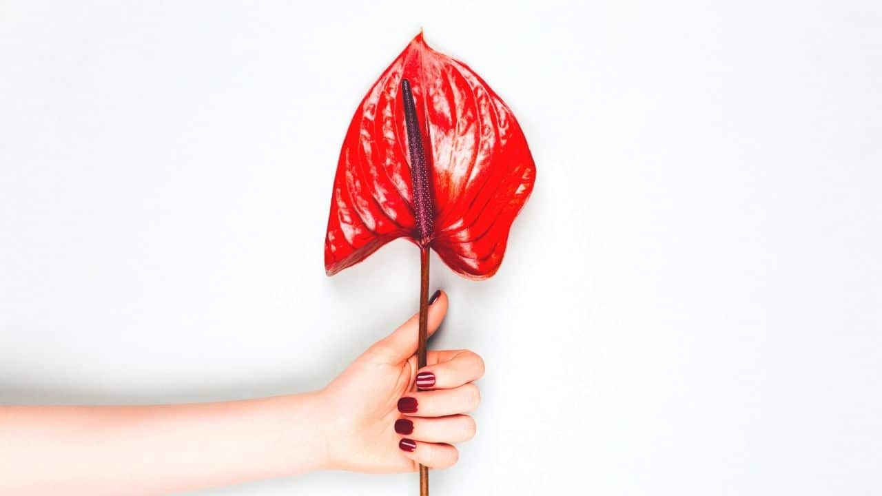 Common Problems with Anthurium SOLVED!