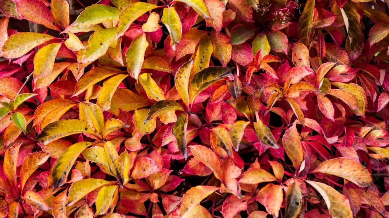 Top 10 House Plants With Red Leaves Plantophiles