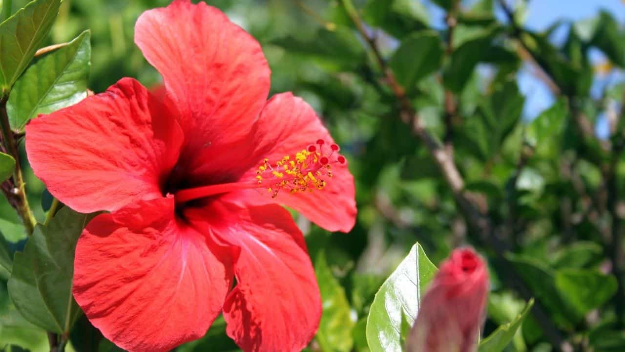 Where to Buy Hibiscus Plants 3 Ideas!