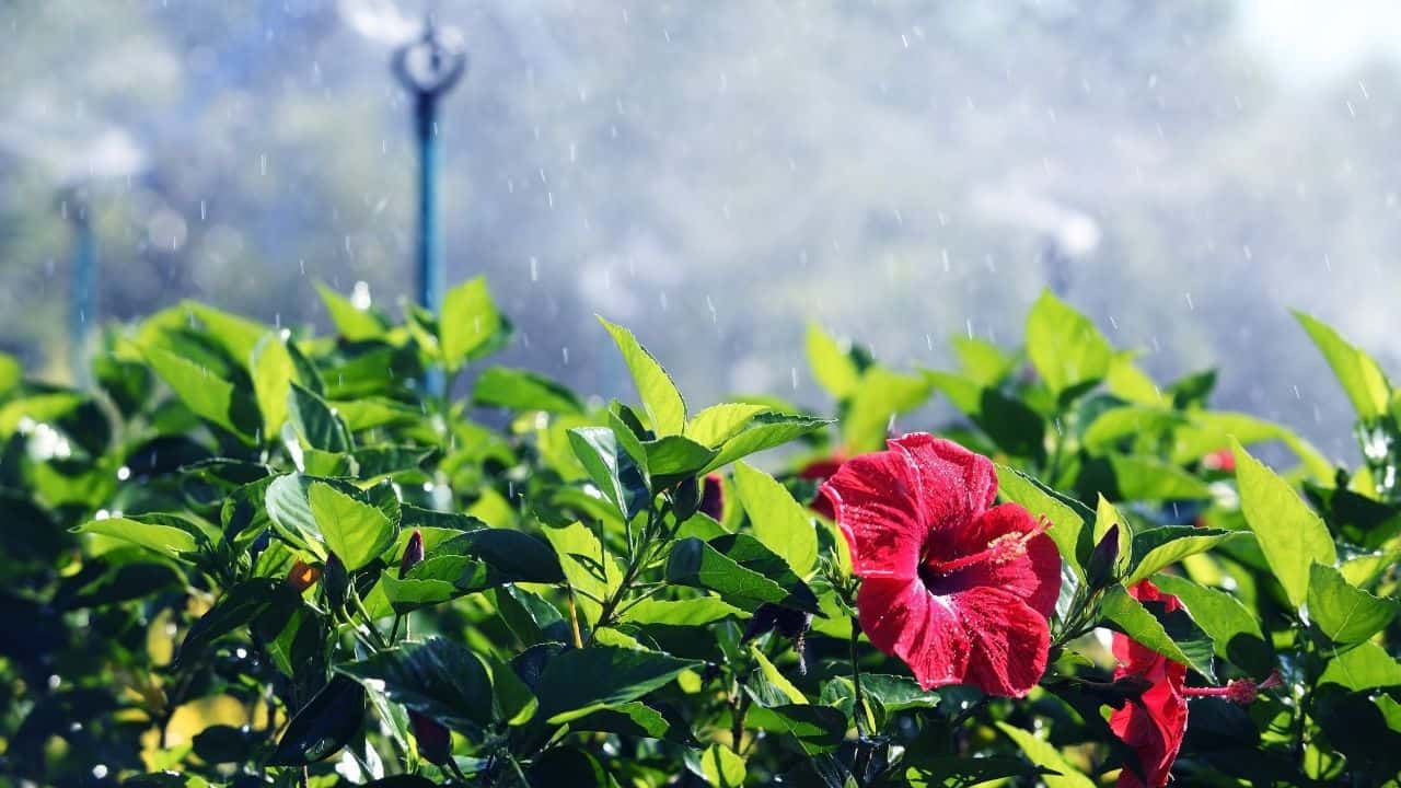 Watering Hibiscus The Perfect Guide!
