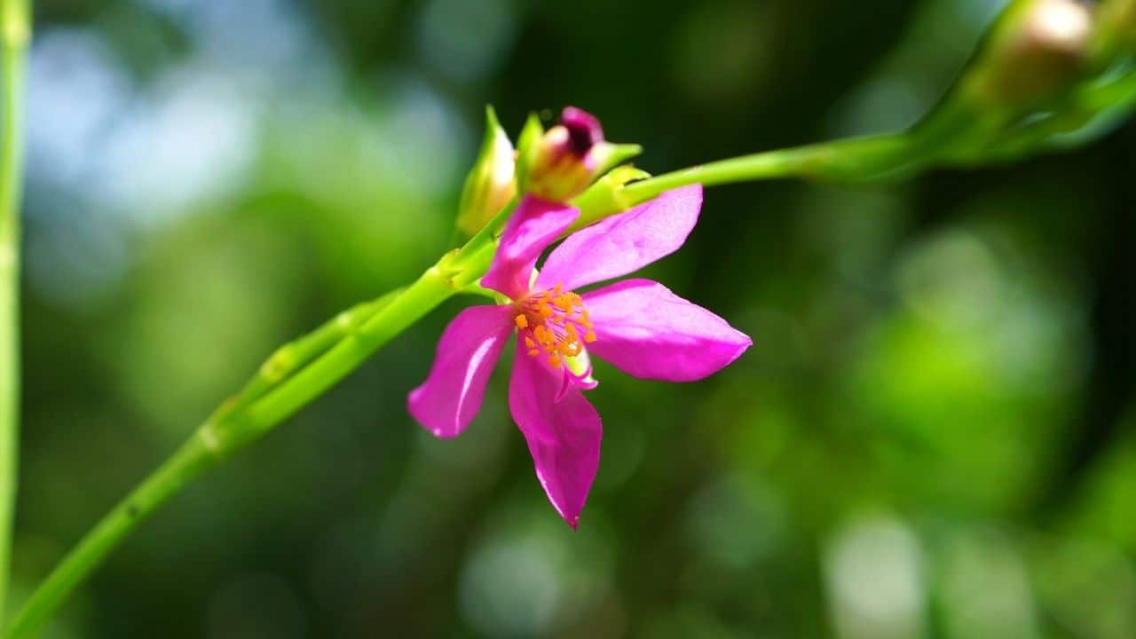 15 Best Plants for West Facing Gardens Enjoy the Afternoon Sun!