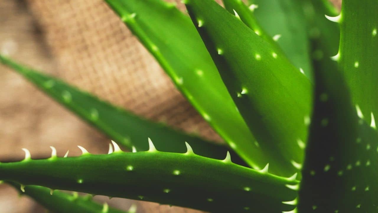 Why is my Aloe Vera Dying? 10 Possible Reasons