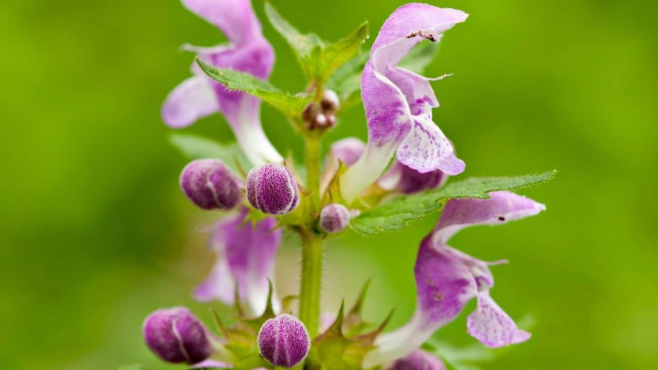 14 Best Plants for East Facing Gardens Nr. 2 Is Our Favorite!