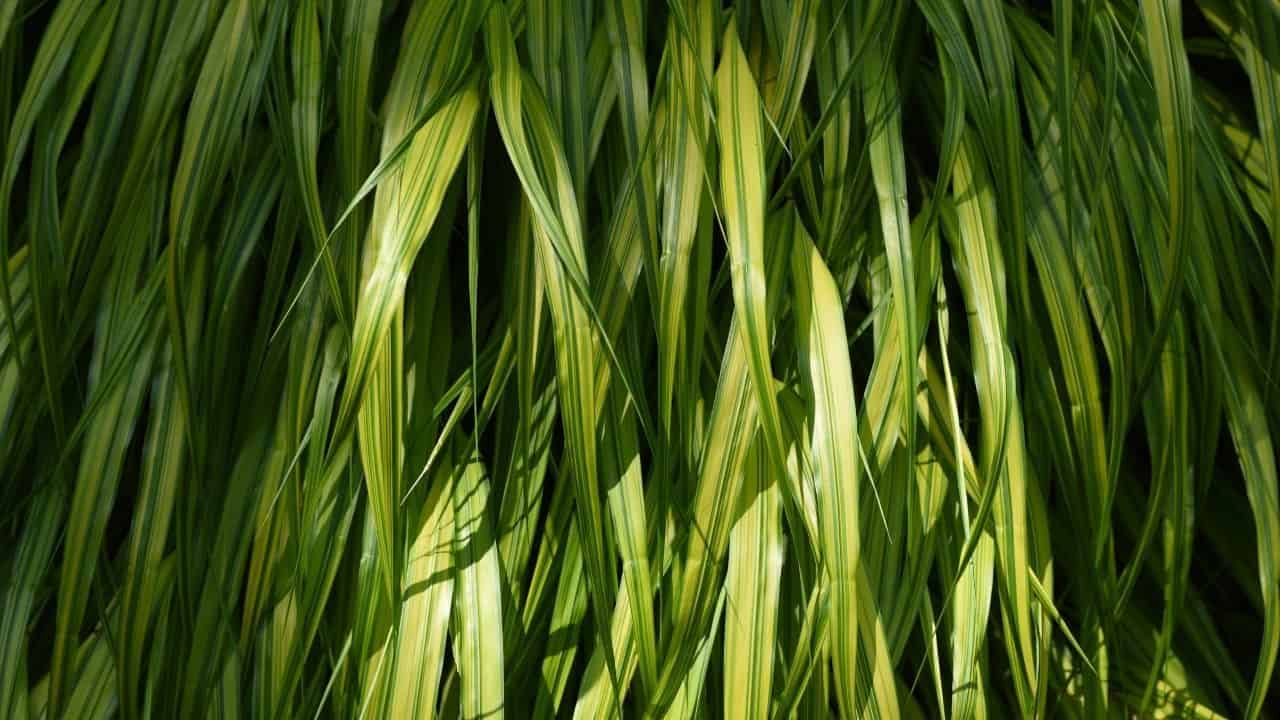 14 Best Plants for East Facing Gardens Nr. 2 Is Our Favorite!