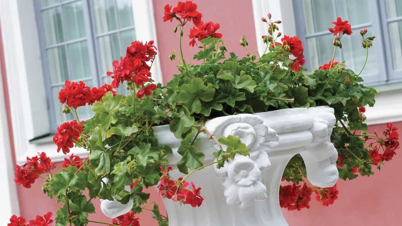 Types of Geraniums and their Characteristics