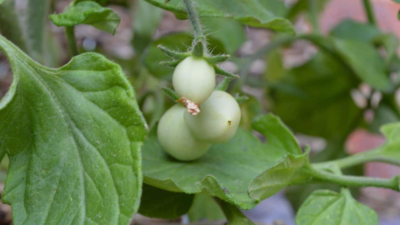 How Long Does It Take For A Tomato Plant To Bear Fruit?