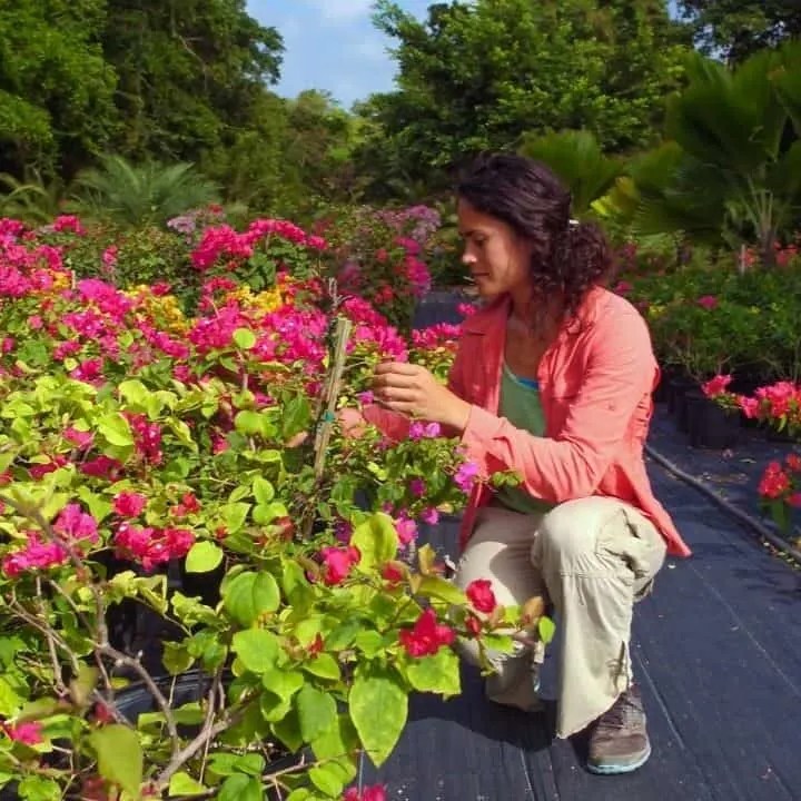 How to Trim a Bougainvillea Step By Step Plantophiles