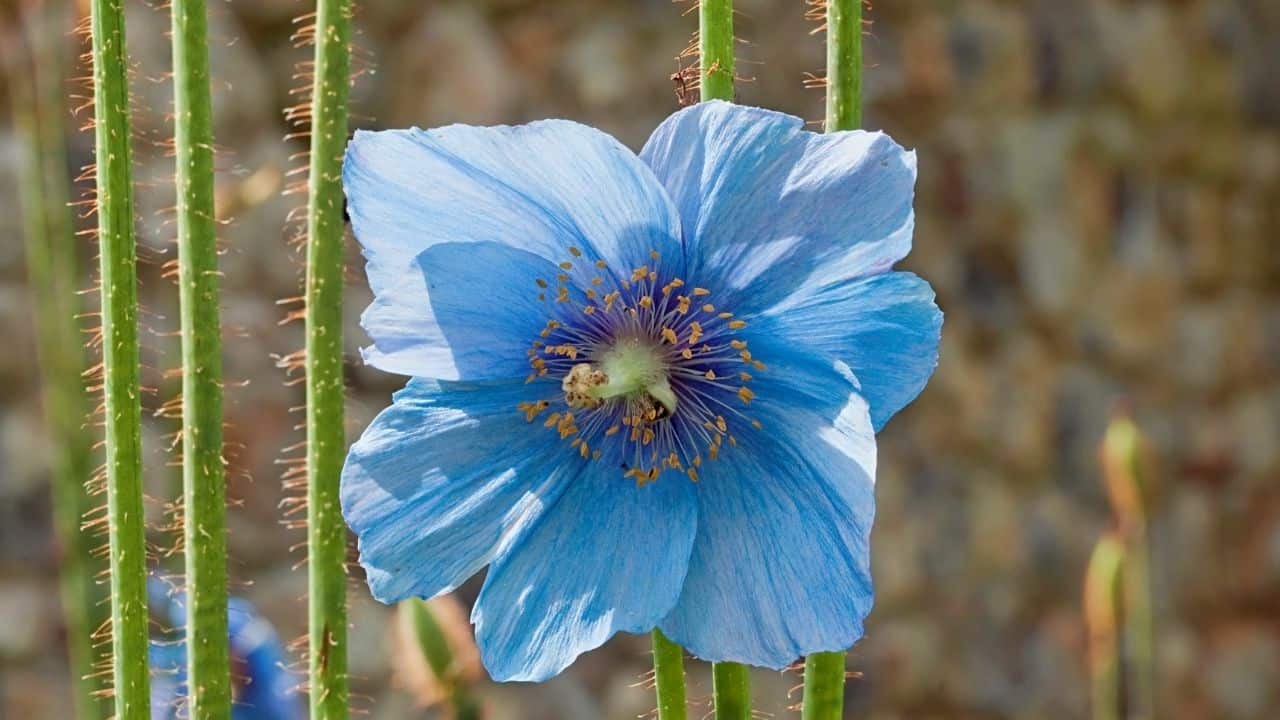 14 Best Plants for East Facing Gardens Nr. 2 Is Our Favorite!