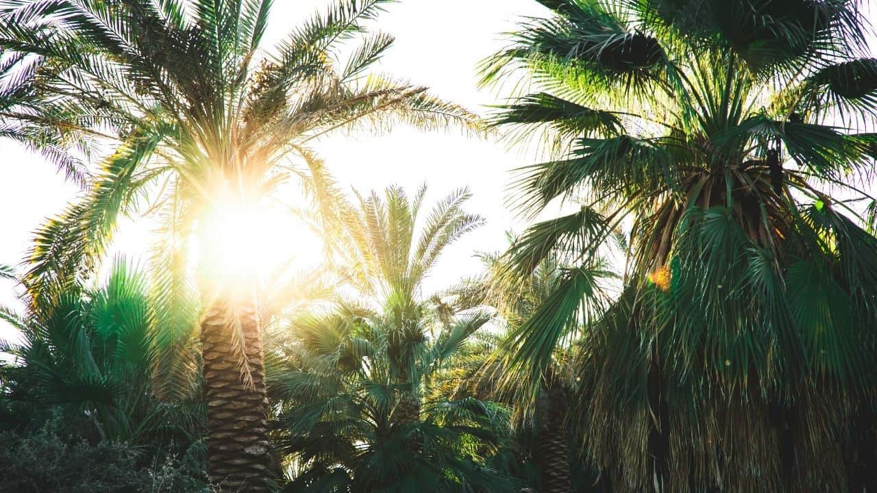 What Kind of Soil does Majesty Palm Need?