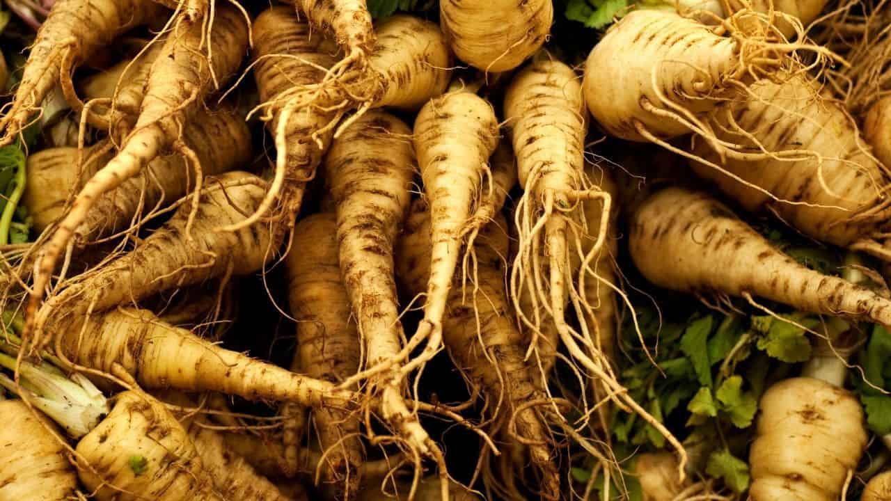 11 Vegetables Grown Underground Plantophiles